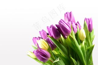 郁金香，郁金香花束，鲜花，盛开，多彩，夏天
