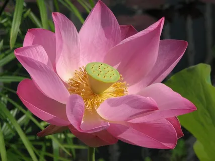 盛开,水,自然,池塘,花,夏天,荷花 盛开,水,自然,池塘,花,夏天,荷花