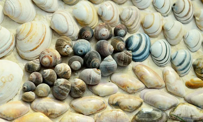 贻贝，海滩，蜗牛，海，沙，假期