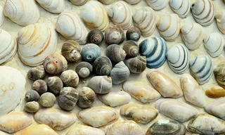 贻贝，海滩，蜗牛，海，沙，假期