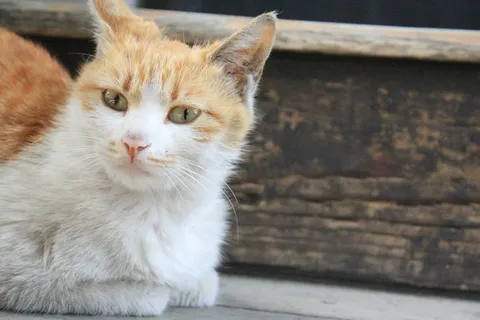 猫，小猫，动物，平静