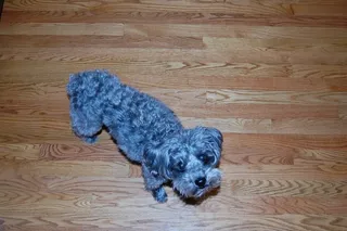 合作社（又名coo-day-ta）