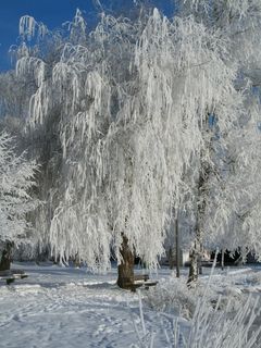 冬季，雪，池塘，湖泊风景，冻结，冰盖，弗罗斯特