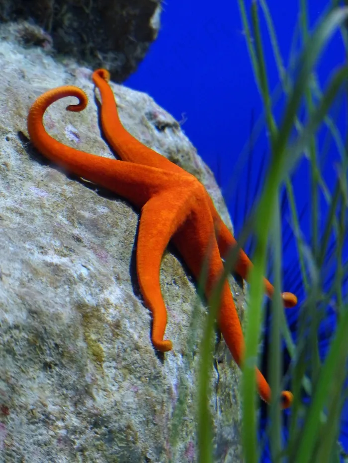 海星，红色，水族馆，红海星