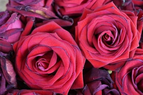 玫瑰花,玫瑰,红色玫瑰花,红色玫瑰,玫瑰花瓣,红玫瑰 玫瑰花,玫瑰,红色玫瑰花,红色玫瑰,玫瑰花瓣,红玫瑰