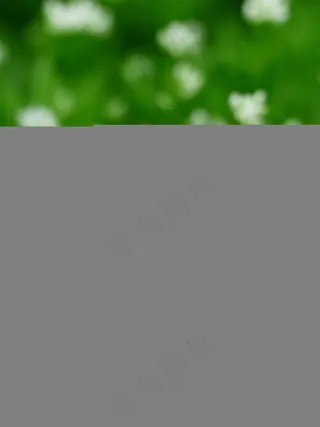 伍德拉夫，开花，白，叶，秸秆，绿色