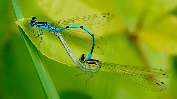 自然，昆虫，捕食者，蜻蜓，配对