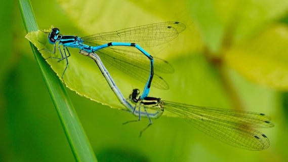 自然，昆虫，捕食者，蜻蜓，配对
