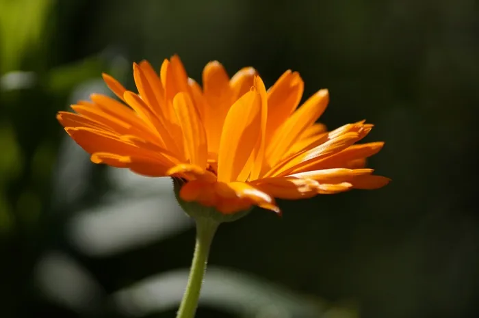 花，橙色，关闭，花园，开花，厂