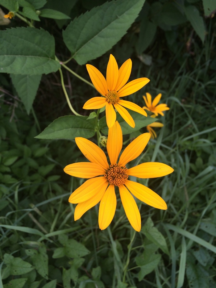 黄色的花，野花，花，阳光明媚