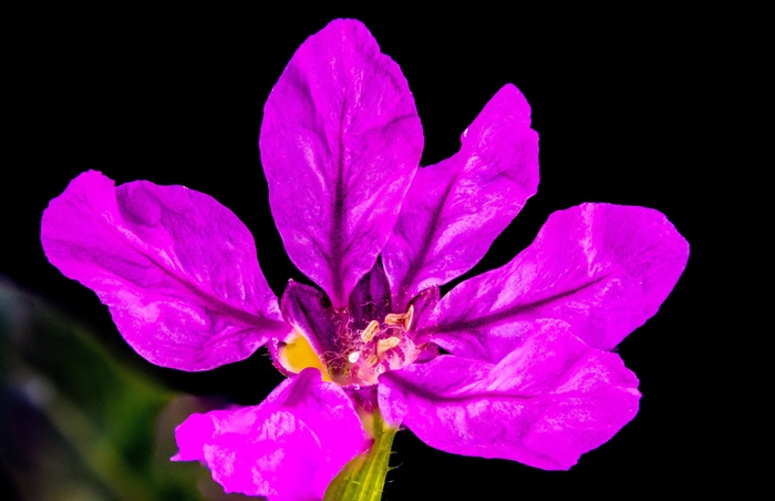 花，开花，盛开，紫色，宏，紫