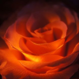 玫瑰，红色，情人节，爱情，花，浪漫，自然