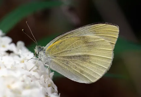 蝴蝶,小白,Dixeia,宏,昆虫,翅膀 蝴蝶,小白,Dixeia,宏,昆虫,翅膀