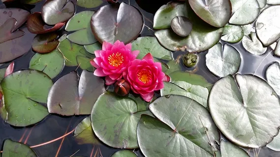 睡莲,开花,观赏池塘,鱼池 睡莲,开花,观赏池塘,鱼池