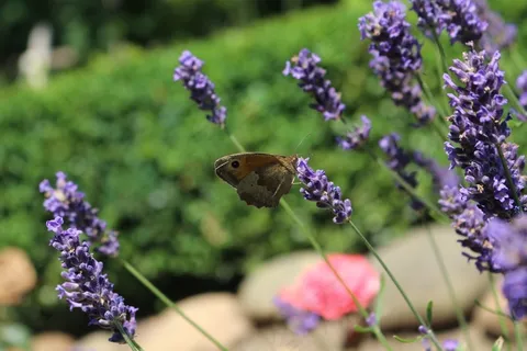 蝴蝶，布朗，昆虫，翼，性质，蝴蝶