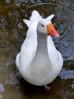 鹅，湖，白，河