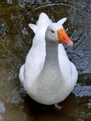 鹅，湖，白，河