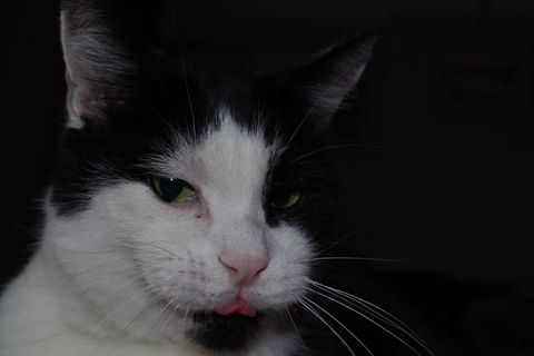 猫，内容，舌头，可爱，猫的，家养，动物