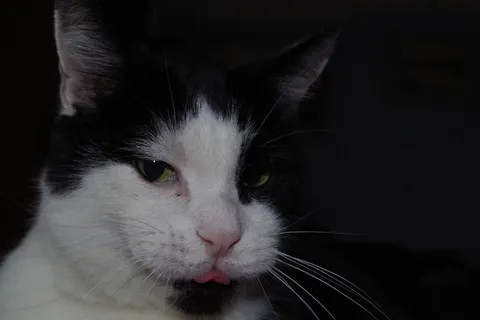 猫，内容，舌头，可爱，猫的，家养，动物