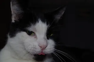 猫，内容，舌头，可爱，猫的，家养，动物