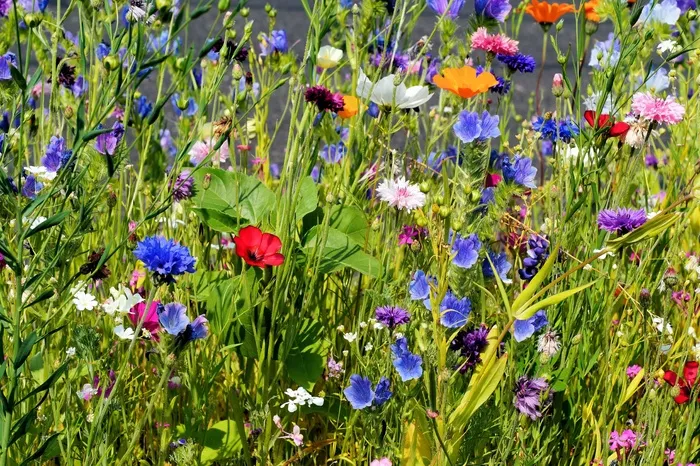 鲜花，Blütenmeer，盛开，颜色，多彩