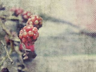 黑莓，未成熟，红色，水果，浆果，性质