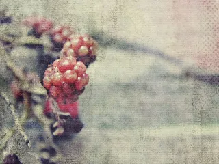 黑莓，未成熟，红色，水果，浆果，性质