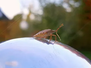 昆虫，虫子，阿玛·库斯托斯，森林守护者