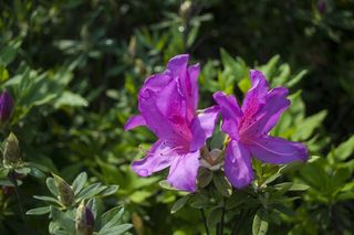 杜鹃花，杜鹃花，二，丁香