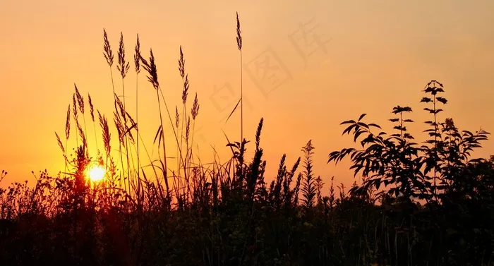 日出，草，心情，天空，自然，Morgenstimmung