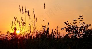 日出，草，心情，天空，自然，Morgenstimmung