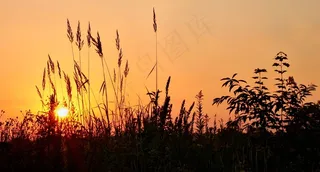 日出，草，心情，天空，自然，Morgenstimmung