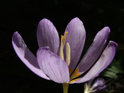 秋，花，Herbstzeitlose，紫色，开花，盛开