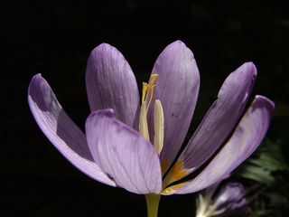 秋，花，Herbstzeitlose，紫色，开花，盛开