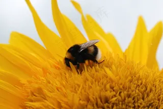 太阳花，赫默尔，花，黄色，授粉