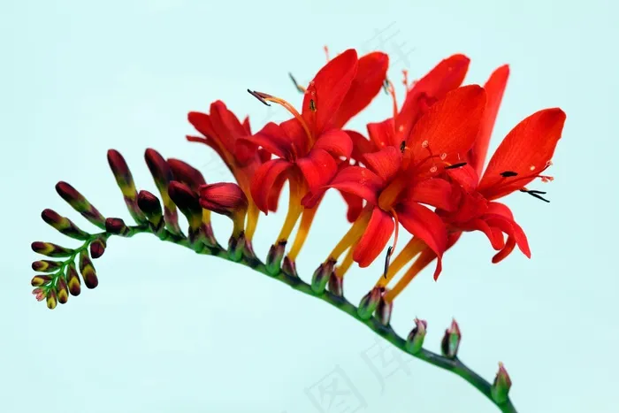 鲜花，路西法，红色，性质，魔鬼，植物，地狱