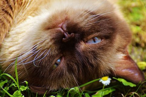 猫，英国短毛猫，毛皮，棕色，米色，可爱，甜