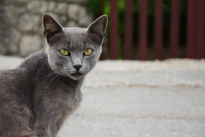 猫，桑坦德，宠物，猫的，动物之家，猫咪