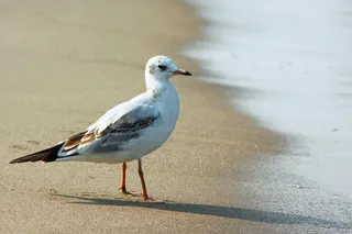 海鸥，波罗的海，鸟，海，海鸥，水禽