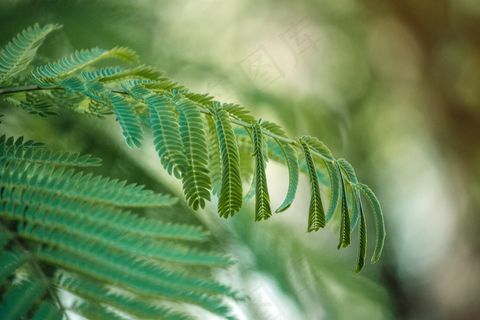 绿色，叶子，热带，关闭，宏，详细信息，光
