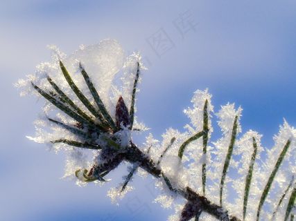 树，树枝，冷杉，霜，白霜，霜，弗罗斯特