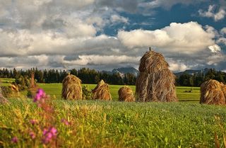 堆栈，干草，干燥，草，草地，绿色，清晰度