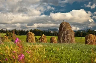 堆栈，干草，干燥，草，草地，绿色，清晰度
