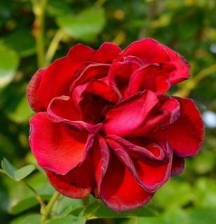 玫瑰，花园，花，红色花