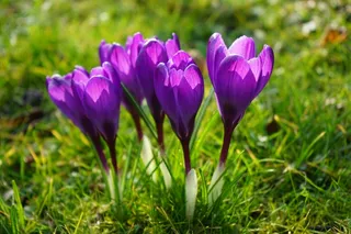 番红花，鲜花，紫色，关闭，春天，Bühen，多彩