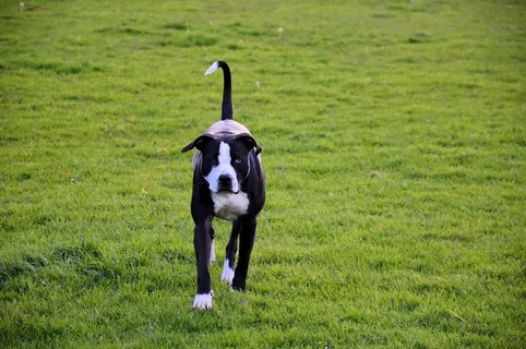 狗，播放，公园，小狗，可爱，犬，宠物，动物