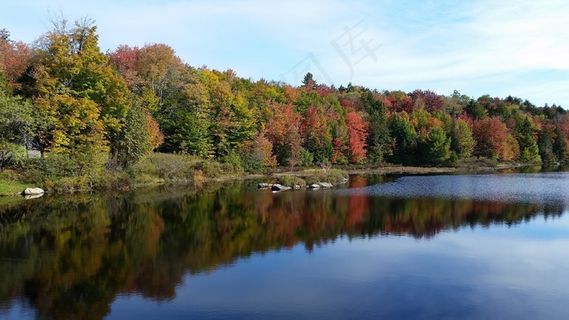 秋天，叶子，秋季，季节，秋天的树叶，季节性