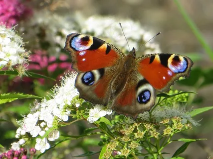 蝴蝶，孔雀蝴蝶，弹簧，天线，孔雀