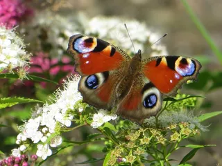 蝴蝶，孔雀蝴蝶，弹簧，天线，孔雀