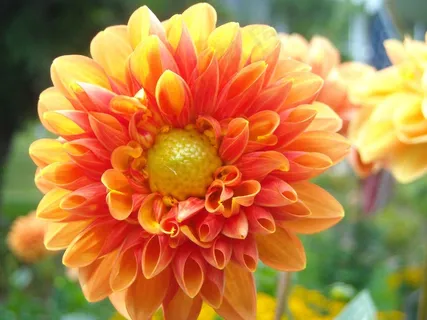 大丽花，花，夏天，花瓣，性质，开花，颜色